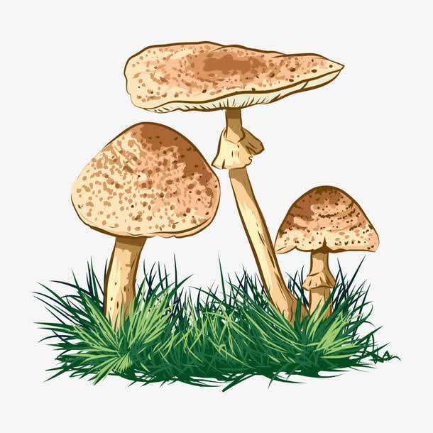 預警：野生菌中毒怎么防？怎么控？怎么辦？
